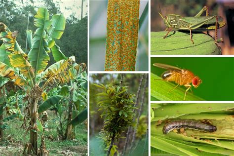 Agri Chief Backs Research On Transboundary Crop Pests And Diseases Official Portal Of The