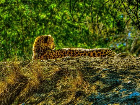 Living Desert Cheetah Photograph By John Fraim