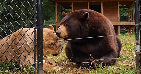 Rescued Bear Lion And Tiger Create Soul Stirring Bond That Leaves