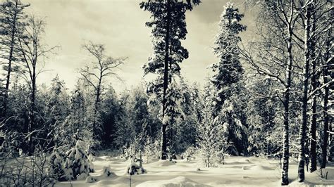 1920x1080 1920x1080 Trees Trees Winter Snow Winter Forest