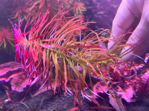 Ludwigia Inclinata Meta Rare Live Aquarium Plants Etsy