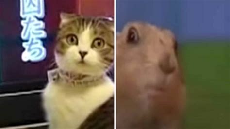 Dramatic Cat Vs Dramatic Chipmunk Why Are These Animal Memes So Popular