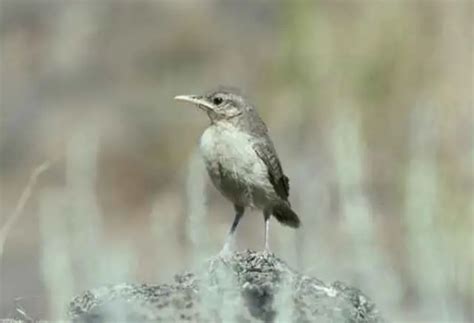 15 Small Brown Birds With Long Beaks A Natural Marvel Learn Bird