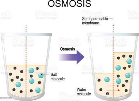 Reverse osmosis (ro) is a water purification process that uses a partially permeable membrane to separate ions, unwanted molecules and larger particles from drinking water. Osmosis Water Passing Through A Semipermeable Membrane Stock Illustration - Download Image Now ...