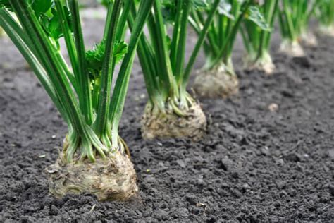 How To Grow Celery And What Benefits It Has