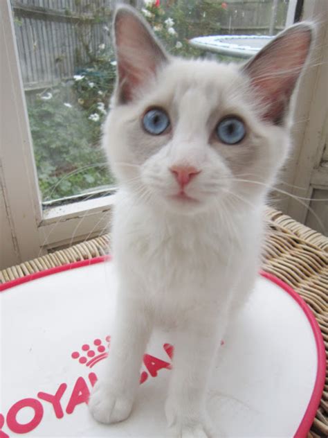 Say Hello To My New Ragdoll Kitten Merlin ♥ Victorias Vintage Blog
