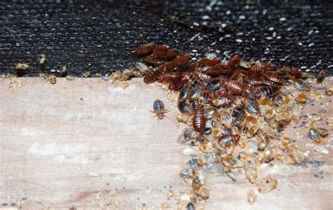 The Best Way To Get Rid Of Chicago Bed Bugs
