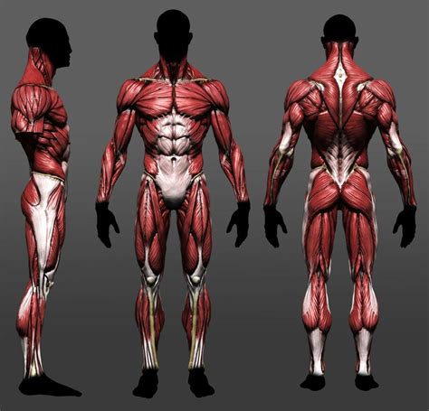 The skin and muscles of the back are primarily supplied with blood by the paired posterior branches of the intercostal arteries. 3D 筋肉質な肉体の皮を剥ぐと、こんな感じになるのかな？ | 人体, 美術解剖学, 解剖学