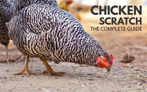 Feeding Chicken Scratch To Your Backyard Chickens How To Guide