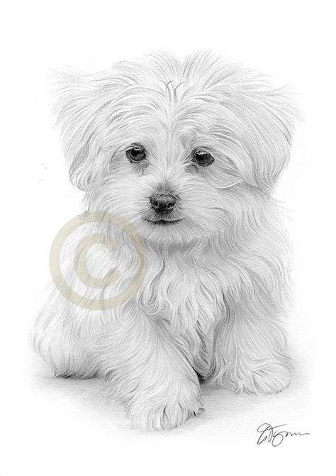 77 Pencil Maltese Drawing L2sanpiero