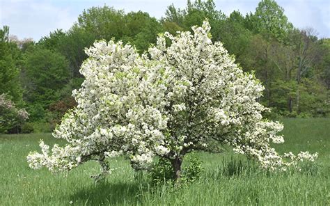 Best White Flowering Crabapple Tree Varieties Embracegardening