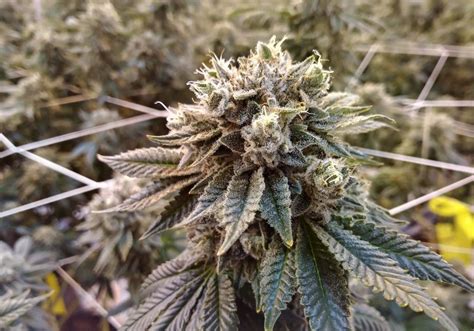 Gorilla Glue 4 Teen Is A Very Potent Strain Of Cannabis
