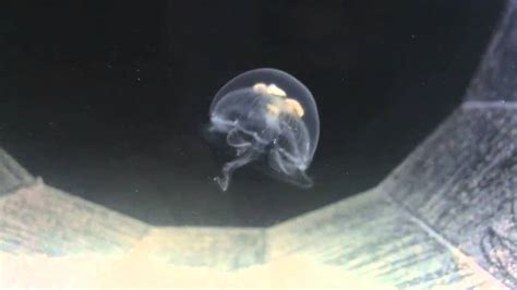 The moon jellyfish, or moon jelly, is found throughout the world's oceans. My pet Moon Jellyfish - YouTube