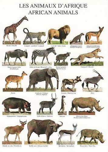African Animals Postcard African Animals Africa Animals Animals Wild