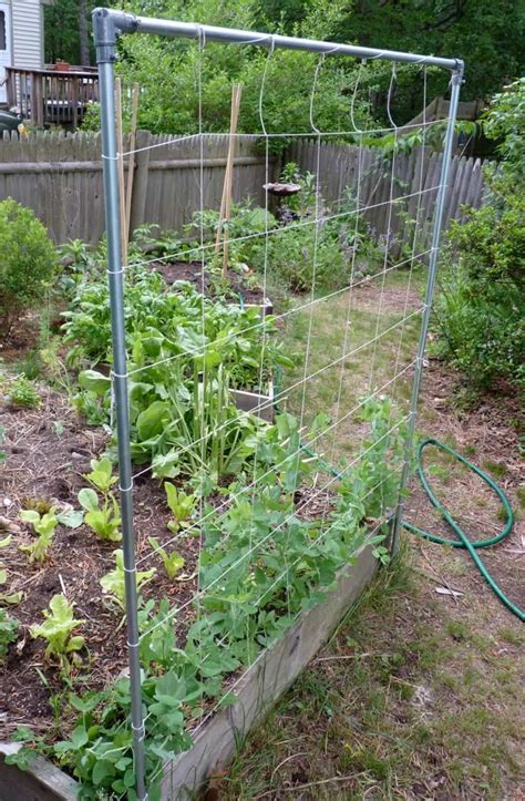 But as soon as we got to work, they realized this was a really easy and fun project and it would solve a lot of problems for us in our garden space. Building Your Own Pea Trellis | Pea trellis, Garden trellis, Diy garden