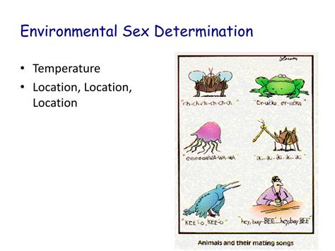 Ppt Sex Determination Powerpoint Presentation Free Download Id2095001