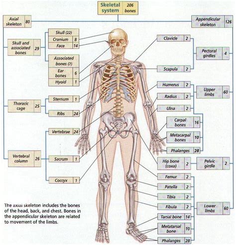 All 206 Bones Of The Body