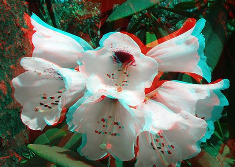 Flowers 3d Anaglyph Red Blue Or Cyan Glasses To View Flickr