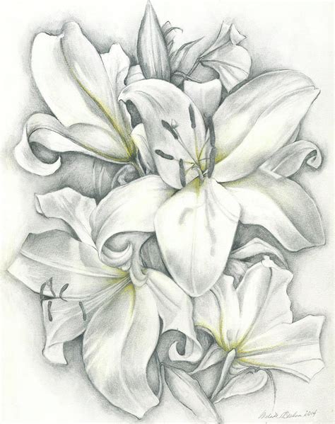 Stargazer Lily Drawing At PaintingValley Com Explore Collection Of