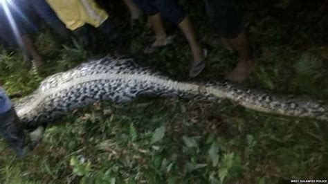 Missing Indonesian Man Found Dead Inside A 23 Foot Python Bill Sports