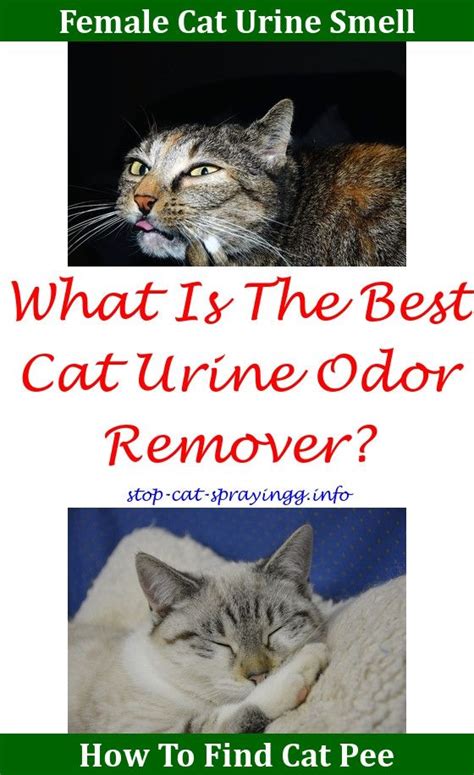 Female cats are spayed.improved answer:being neutered and spayed is the same thing, but for the different genders of the cat. Cat Spray Smell Pet Odors | Cats | Cat urine smells ...