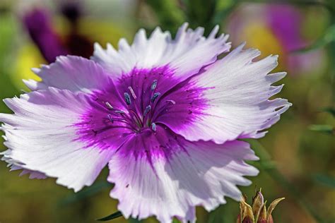 Lovely Dianthus Photograph By Alana Thrower Fine Art America