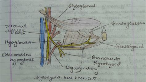 Medicowesome Extrinsic Muscles Of The Tongue