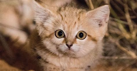 Wild Sand Kittens Caught On Video Are Almost Too Cute To