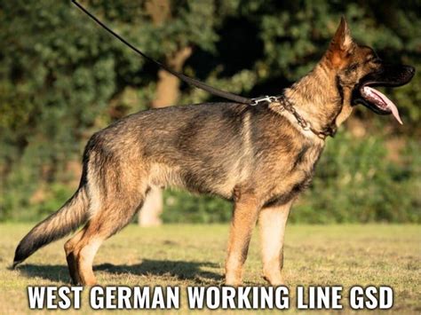 5 Types Of German Shepherds Your Ultimate Breed Breakdown