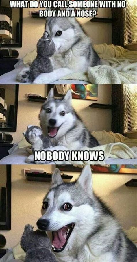 15 Dad Jokes Told By Funny Huskies I Can Has Cheezburger