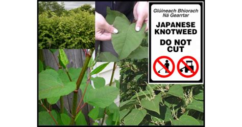 Japanese Knotweed Warning Sign