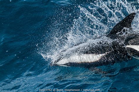 Stock Photo Of Hourglass Dolphin Lagenorhynchus Cruciger Porpoising