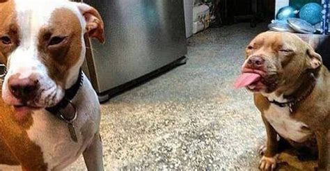 11 Times Pit Bulls Were Totally Scary Awful And Mean Huffpost