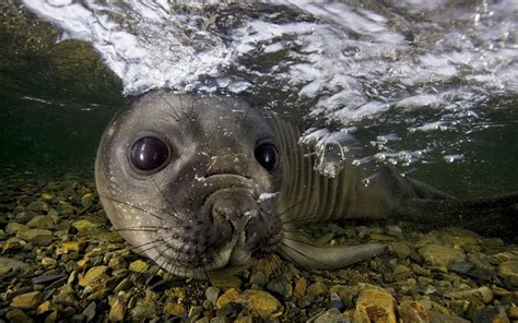 Wallpaper Animals Nature Fish Wildlife Underwater Seals Fauna