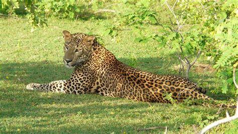 Sri lanka's extinct big cats: Wild Animal in Sri Lanka (Picture Collection): Tiger in Yala Park