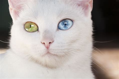 Image Result For Heterochromia Chat Animaux