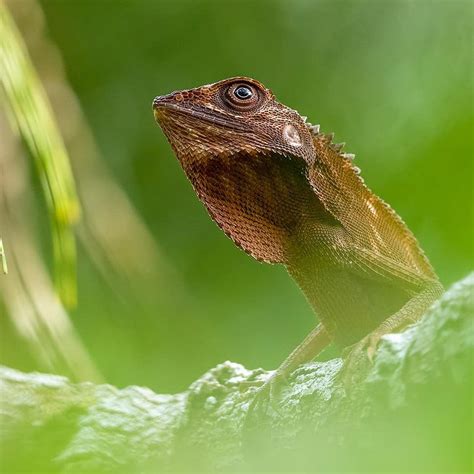 Bornean Crested Lizard Photographed In Rainforest Near Sepilok