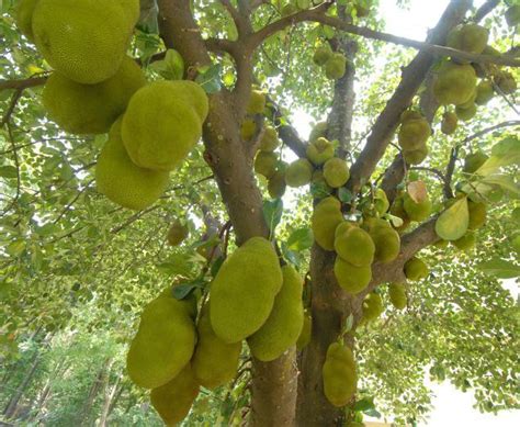 Kerala Special Jack Fruit Tree ~ Kerala Green Beauty