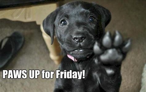 38 Best Happy Friday Dogs Images On Pinterest