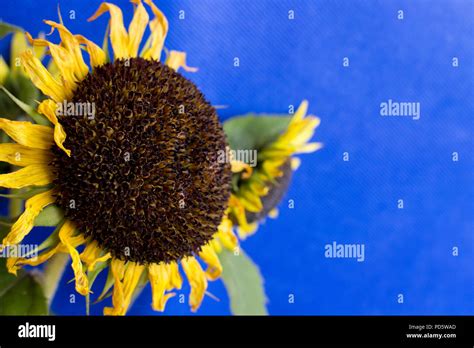 Yellow Sunflower Bouquet On Blue Background Closeup Round Bright