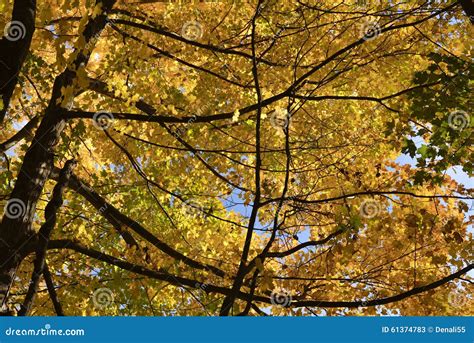 Autumn Maples In Brilliant Foliage Stock Image Image Of Maple