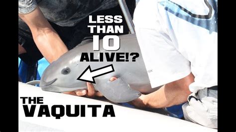 Vaquita Facts The Most Endangered Marine Mammal Animal A Day V Week