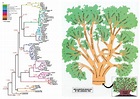 Indoeuropean language tree | Language tree, Tree, Knowledge