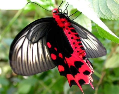 Insectos Hermosos Y Raros Beautiful Bugs Butterfly Photos Butterfly