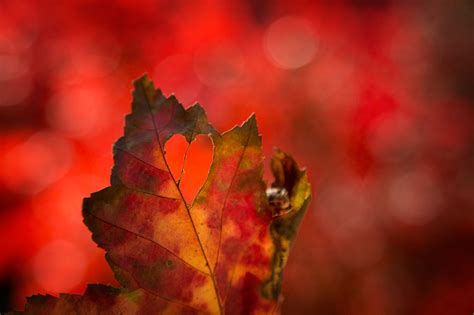 Autumn Love Massachusetts Patrick Zephyr Photography
