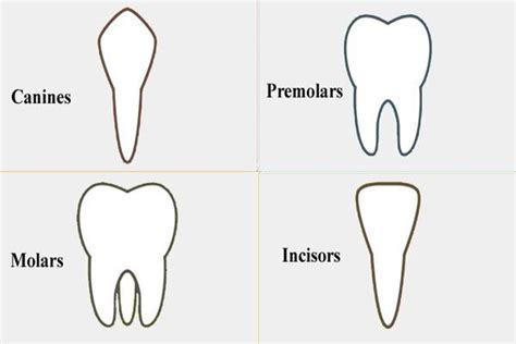 4 Types Of Teeth And Their Important Role Best Tech Beauty And