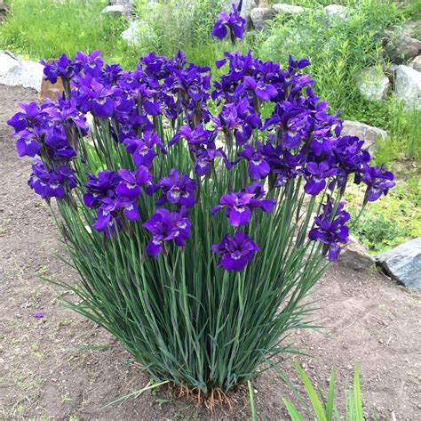 💜 Purple Iris Purple Iris Plants Purple