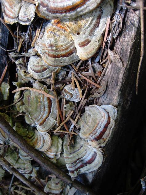 turkey tail mushrooms growing on dead oak logs in the fore… flickr