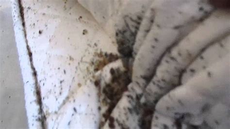 Capture it and seal it in a container so it can be identified. A Bed Bug: How To Find A Bed Bug Nest