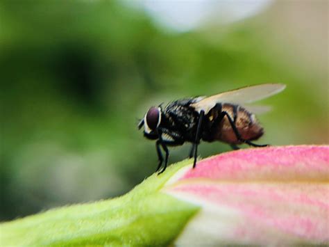 Closeup Of A Housefly Pixahive